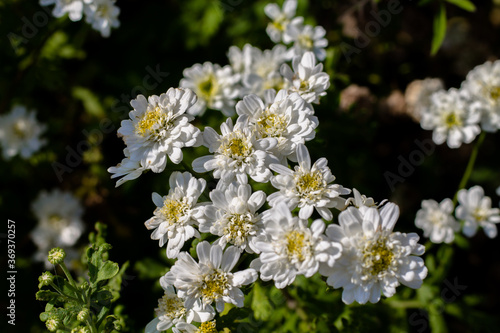 White flowers on a background of green foliage. Floral background.