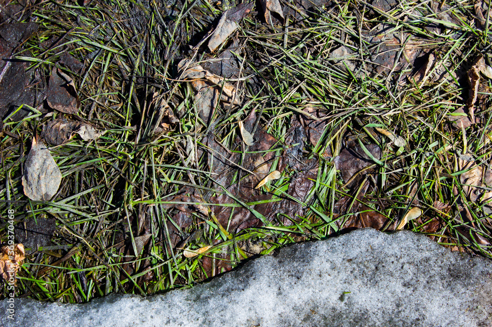 green grass on the ground with snow. Early spring.