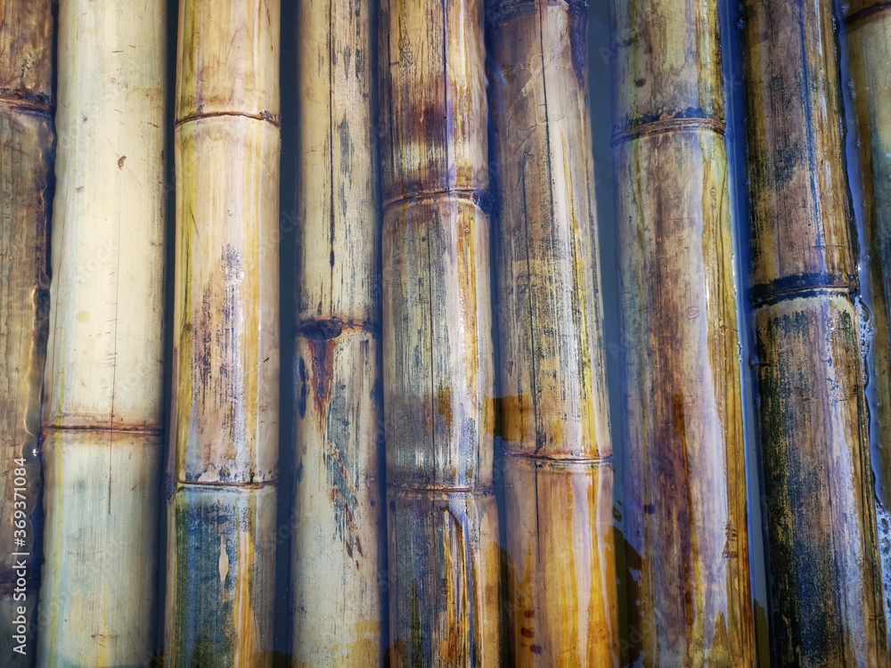 Fototapeta premium bamboo forest background