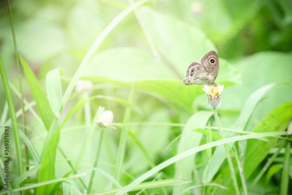 Obraz premium Butterfly on wildflower in summer field, beautiful insect on green nature blurred background, wildlife in spring garden, Ecology natural landscape