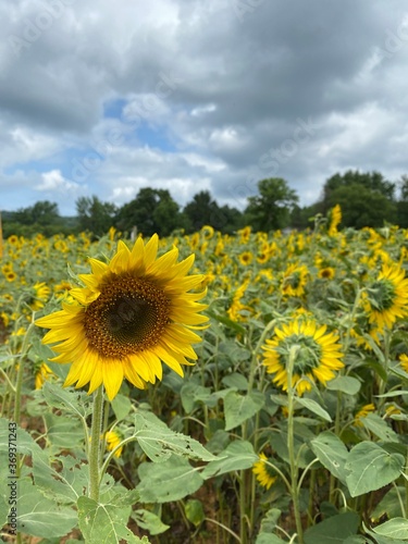 field of sunflowers