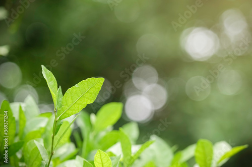 Beautiful green natural background, closeup of fresh green leaves under sunlight in early morning. Green leaf plant in sunshine, spring day morning wallpaper © Stella