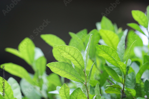 Beautiful green natural background, closeup of fresh green leaves under sunlight in early morning. Green leaf plant in sunshine, spring day morning wallpaper