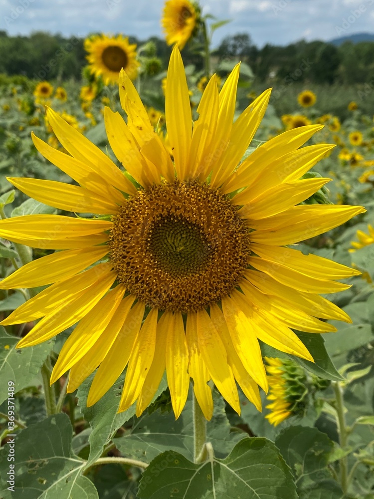 sunflower in the field sunflower in the field
