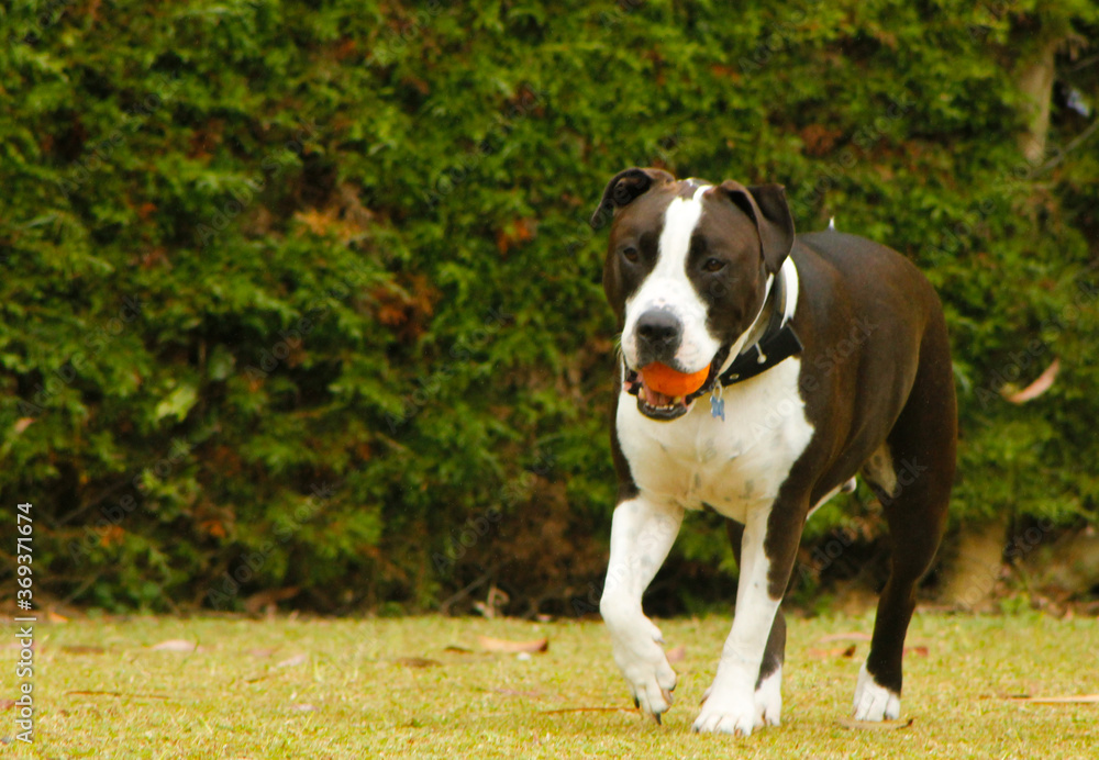 Fototapeta premium american staffordshire terrier