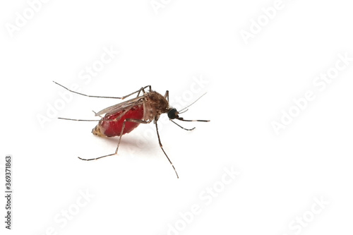Mosquito sucked blood isolate on white background © lovelyday12