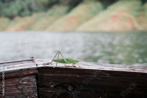 A green grasshopper standing on tourism boat.Great Green Bush-Cricket shed skin (Ecdysis) a threatened insect species typical