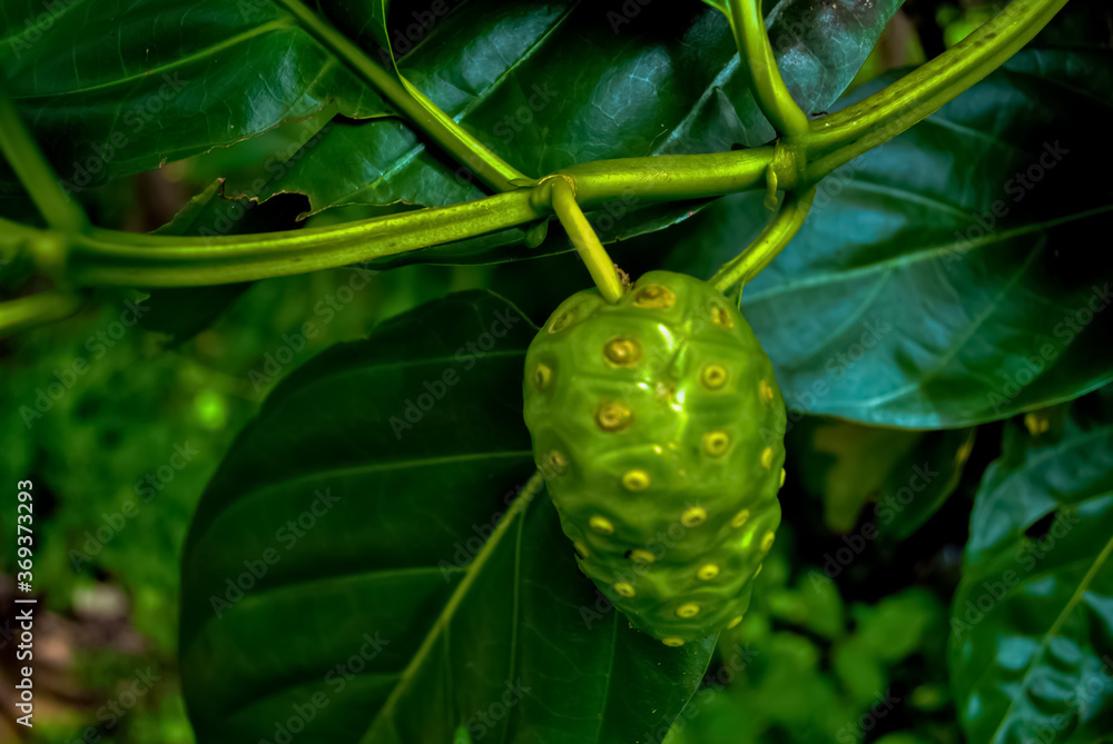 Noni Fruit or Morinda citrifolia (Great Morinda) grows in shady forests Noni Fruit or Morinda citrifolia (Great Morinda) grows in shady forests