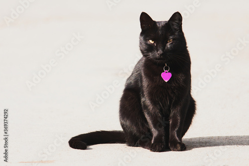 Black cat, cat with collar and pink heart pendant, front view, close-up, copy space.