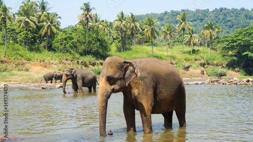 Pinnawala, Sri Lanka.