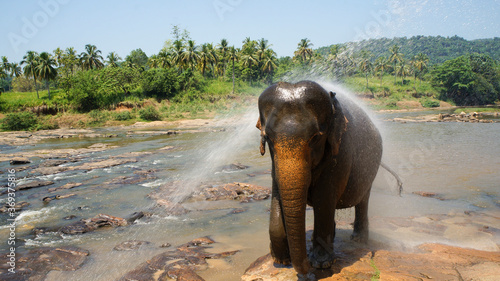 Canvas Print Pinnawala, Sri Lanka.