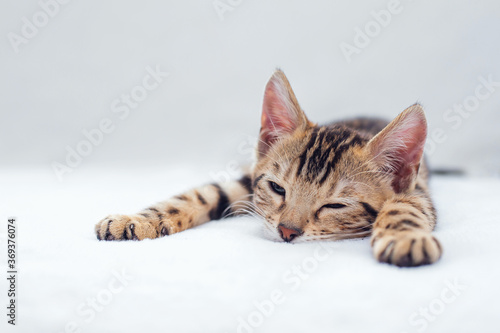 Little Bengal kitty laying on the white background. © Smile