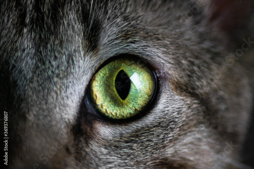 Cat Eye Texture