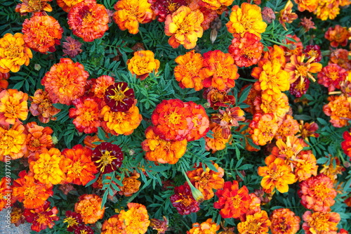 Tagetes erecta, Mexican marigold or Aztec marigold, African marigold - ornamental and medicinal plant with orange and yellow flowers, species of the genus Tagetes 