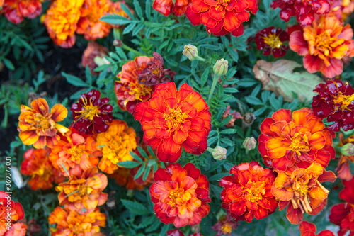 Tagetes erecta, Mexican marigold or Aztec marigold, African marigold  - ornamental and medicinal plant with orange and yellow flowers, species of the genus Tagetes 