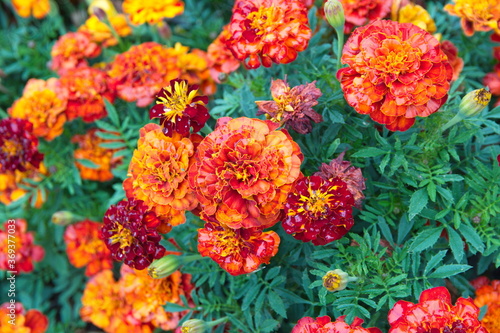 Fototapeta Naklejka Na Ścianę i Meble -  Tagetes erecta, Mexican marigold or Aztec marigold, African marigold  - ornamental and medicinal plant with orange and yellow flowers, species of the genus Tagetes 