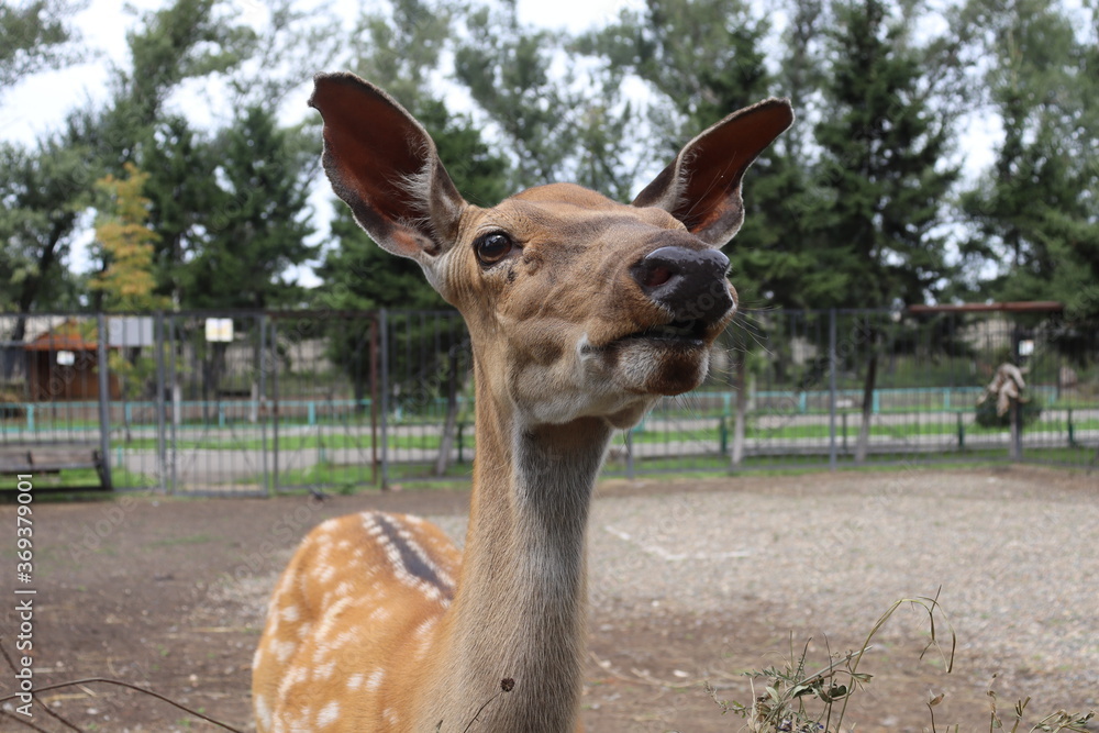 Obraz premium fawn in zoo