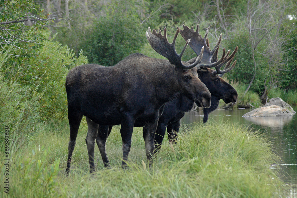 Double Moose Double Moose