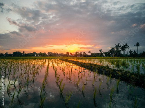 Beautiful sunset with dramatic sky  overlooking green rice terraces in Bali Indonesia 