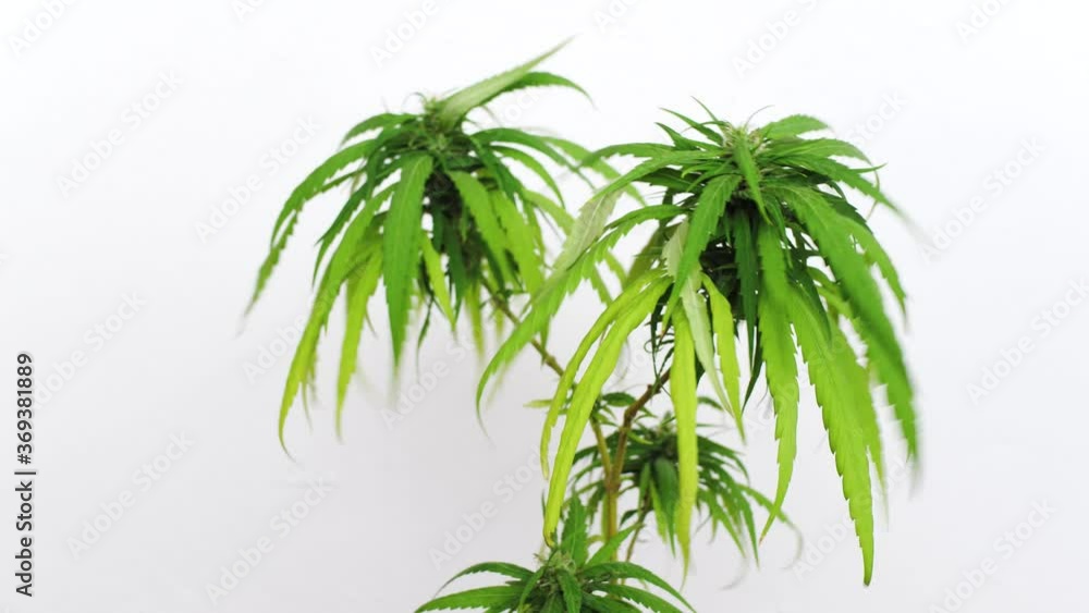 Close up Isolated on white background one young green cannabis colas with leaves in the wind. Medical marijuana home grow Close up Isolated on white background one young green cannabis colas with leaves in the wind. Medical marijuana home grow