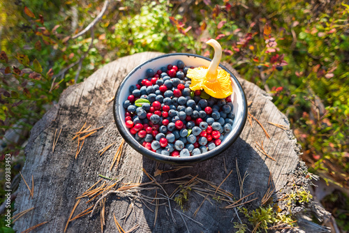 Wild blueberries and lingonberries with chanterelle mushroom in bowl on stump in forest. Foraging on berries is a tradition of Scandinavia. Natural organic food picked up in the wild of Nordic forest