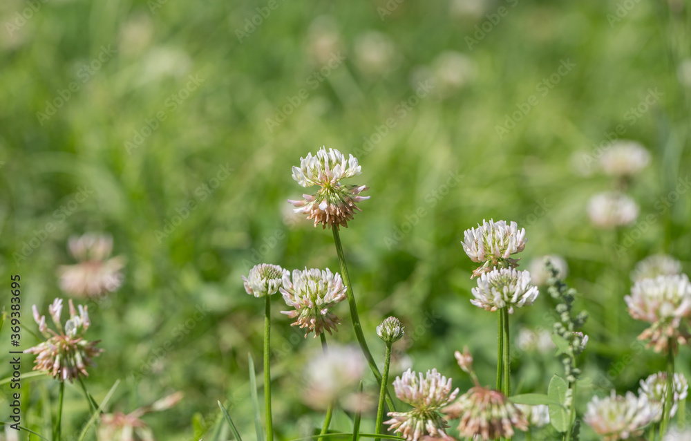 Green clover clover flowers,Trifolium repens L. Green clover clover flowers,Trifolium repens L.