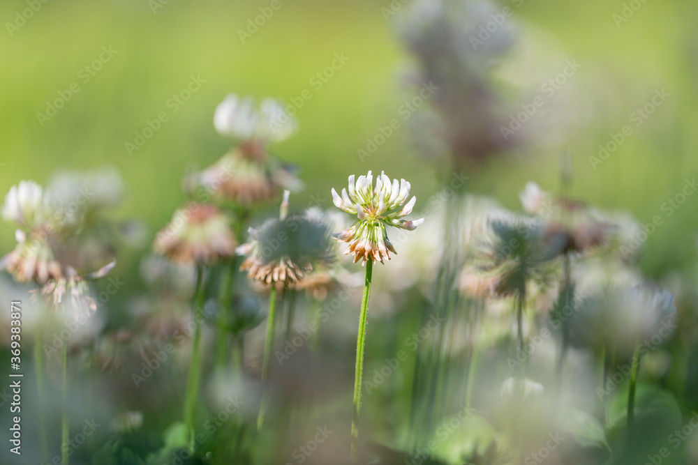 Green clover clover flowers,Trifolium repens L. Green clover clover flowers,Trifolium repens L.