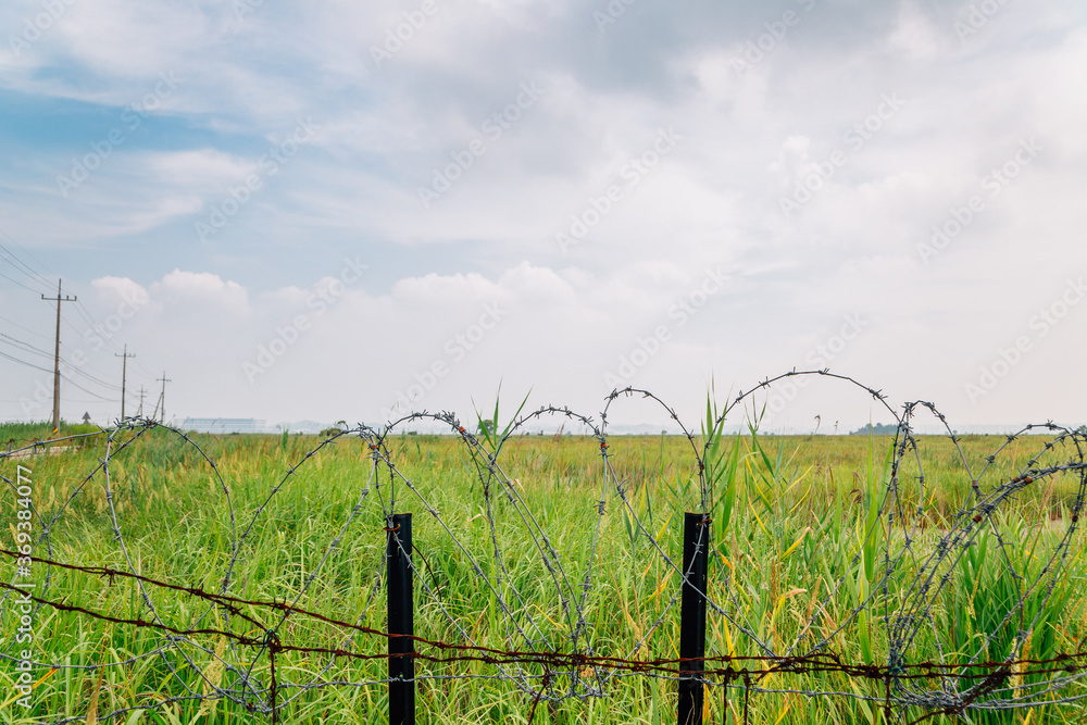 Green reed field over barbed wire fence at Hwaseong Fossilized Dinosaur Egg Site in Hwaseong, Korea