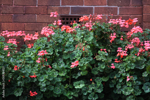 Pink Horseshoe geranium plant growing against a brick wall