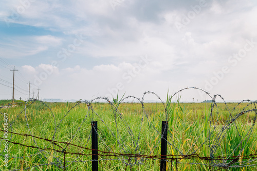 Green reed field over barbed wire fence at Hwaseong Fossilized Dinosaur Egg Site in Hwaseong, Korea