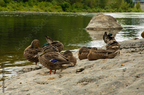 Mallard Hens on the Rocks by Clackamas River