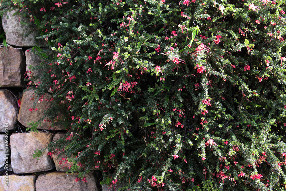 Grevillea lanigera plant with pink flowers growing in a garden Grevillea lanigera plant with pink flowers growing in a garden