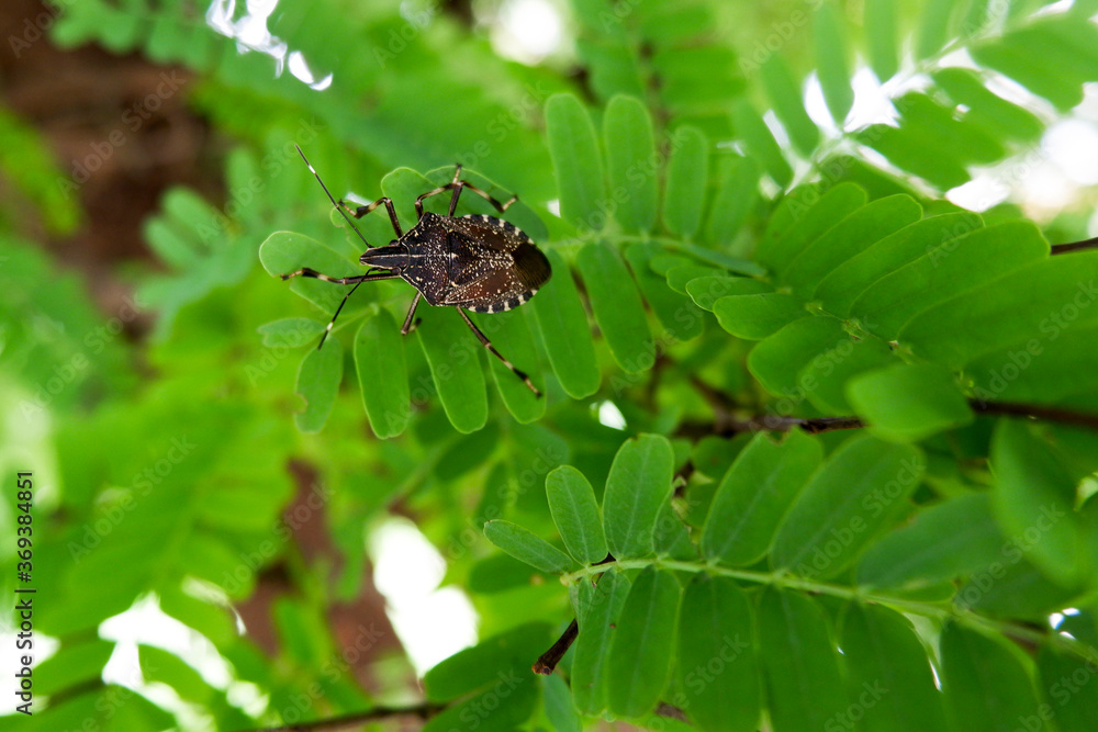 closeup view of black insect on tamarind green leaves closeup view of black insect on tamarind green leaves