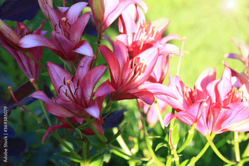 Flowering lily in the home garden in the summer. Natural blurred background.
