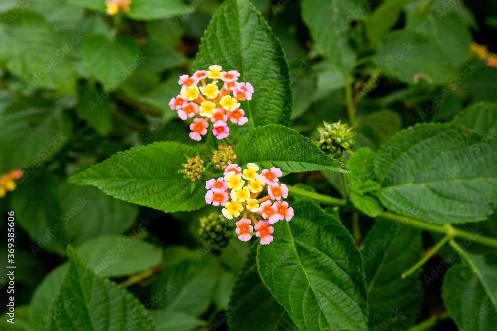 lantana flowers in pink & yellow isolated on green plant lantana flowers in pink & yellow isolated on green plant