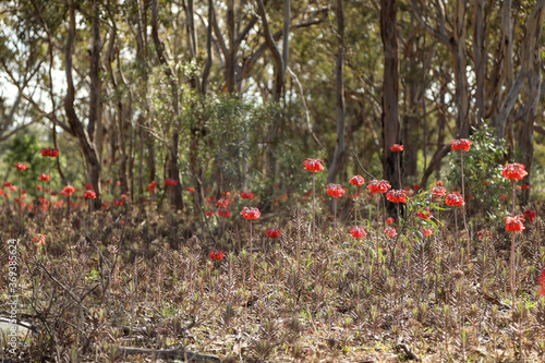 Christmas Bells - Blandfordia nobilis - growing wild in Australian bush near Jerry's Plains, NSW Australia photo