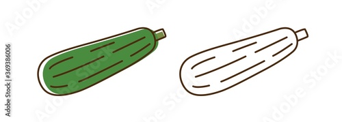 Organic squash color and monochrome in line art style. Natural zucchini set vector flat illustration. Cute vegetable icon for healthy nutrition isolated on white. Vitamin food with design elements