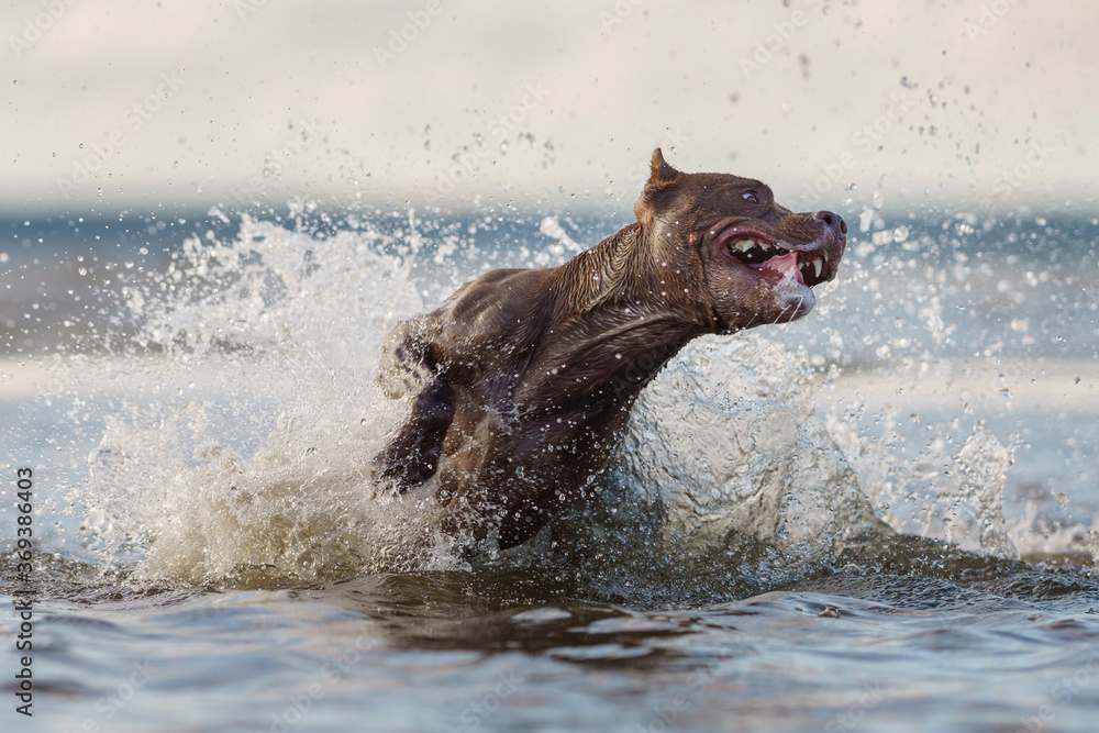 Obraz premium dog on the beach. Active pit bull terrier running on water. pet in summer 