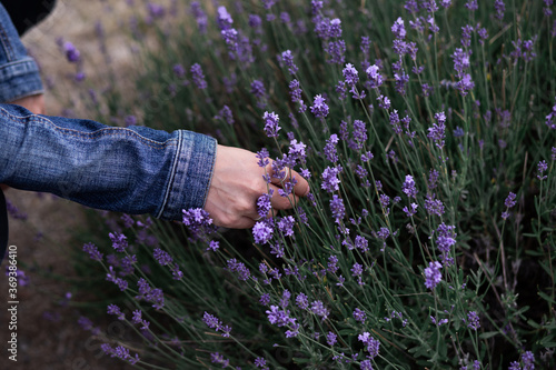 Fototapeta Naklejka Na Ścianę i Meble -  young woman holding lavender flowers young woman watering flowers plants girl picking smelling flowers in the field lavender summer activities Quebec canada during virus isolation