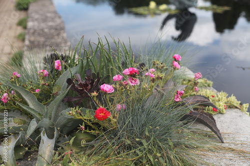 flowers on a pond, pink, water,