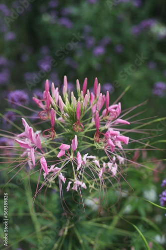 flower of a thistle, pink flowers, garden, summer day 
