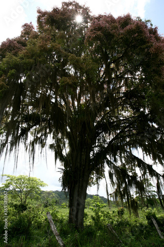 itabuna, bahia / brazil - november 22, 2011: tree and its flowers are seen in the city of Itabuna, southern Bahia. photo