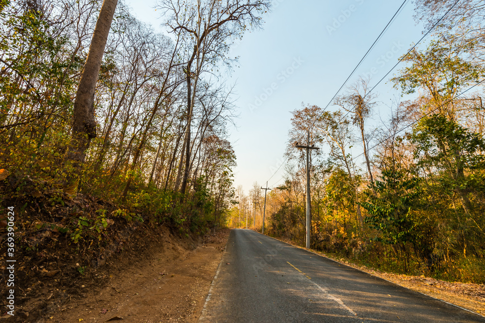 Fototapeta premium Under the shade of trees.14