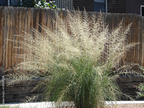 Sporobolus wrightii - giant sacaton - ornamental grasses, in full bloom with a fence in the background photo