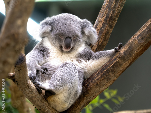 Canvas Print コアラ