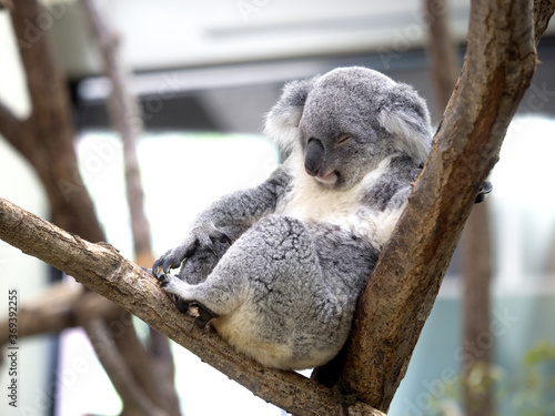 Photography コアラ