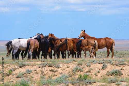 Herd of horses, escapes from the heat.
