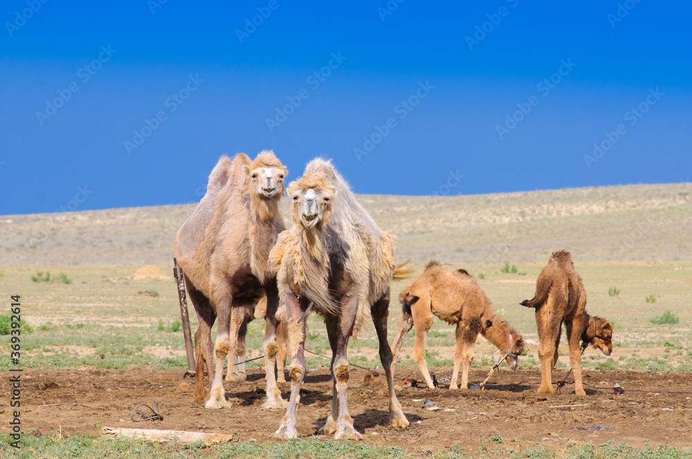 Home camels.