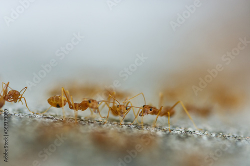 ants on the ground © pangcom