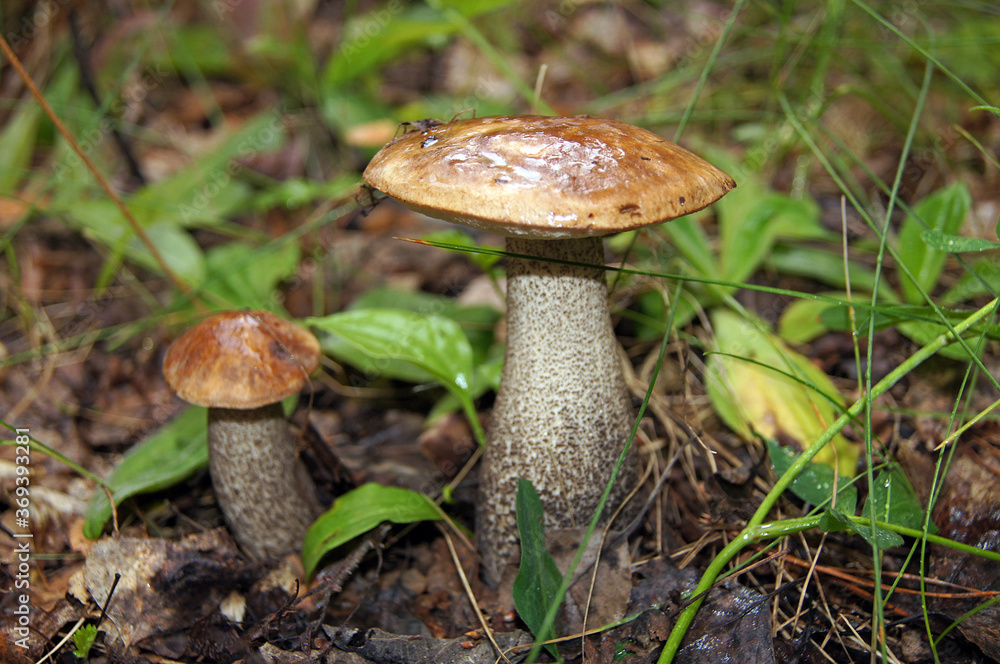 Fototapeta premium mushrooms in the forest